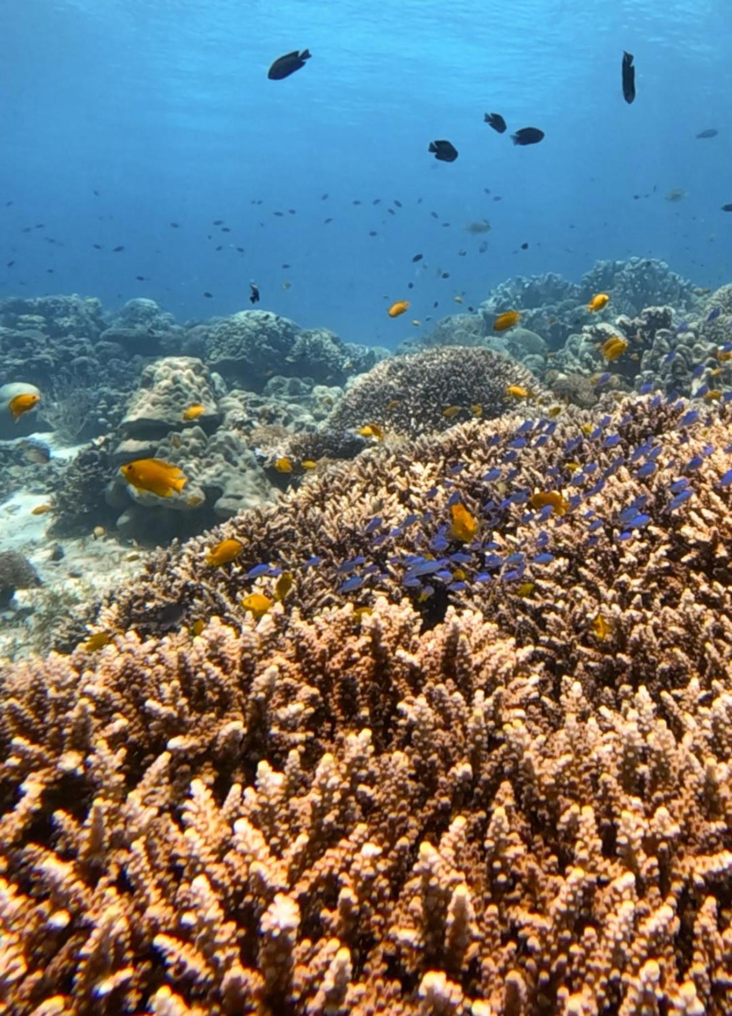 La Pang Resort 라팡리조트 Panglao Zewnętrze zdjęcie